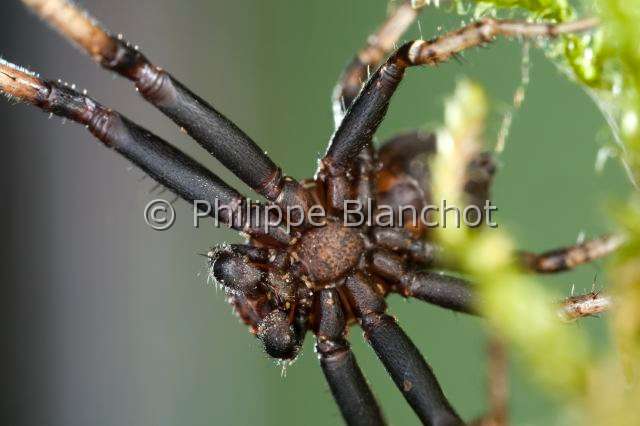 Thomisidae_8429.JPG - France, Araneae, Thomisidae, Araignée-crabe ou Thomise (Xysticus bifasciatus), Crab spider